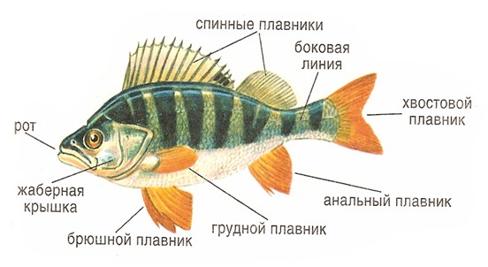 Плавники рыб | Аквакультура — рыбы и другие водные животные